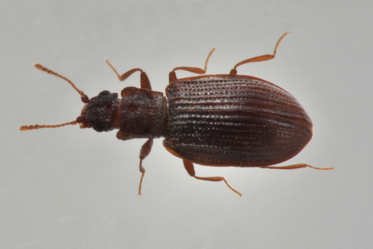 Latridiidae: Latridius sp?